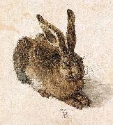 Albrecht Durer, Young Hare